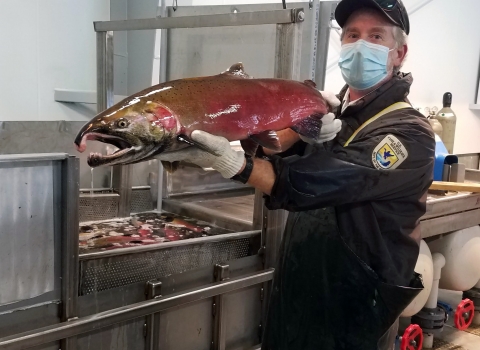 A uniformed hatchery worker with a mask holds up a large male coho salmon, its sides flushed with red to indicate its readiness for spawning.