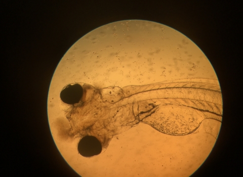Microscopic view of a shad fry. The frame of the picture is black, with an illuminated circle in the middle. In that circle shows two dark eyes, spine, and partially absorbed yolk sac. The shad fry is translucent.