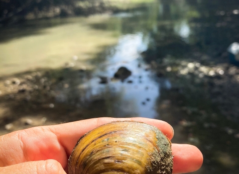 texas pimpleback mussel