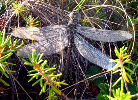 dragonfly on a bank