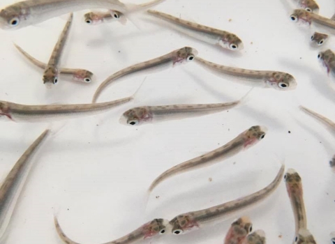 Underwater picture of several dozen Round whitefish fry swimming in a white bucket. These fish are cylindrical, sliver, with large eyes and a small mouth.