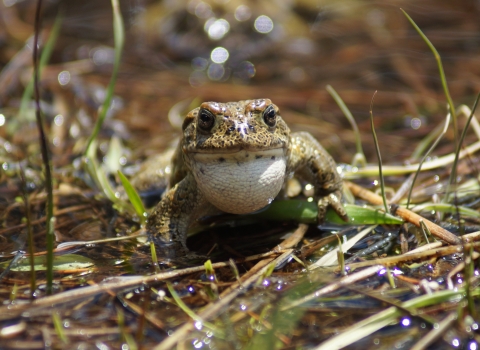 An olive green toad rests on the grassy edge of a Sierra Nevada pond