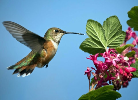 a brown and green and white hummingbird hovers at a pink group of flowers