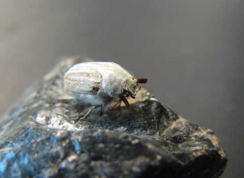 A white and brown beetle sits on a rock.