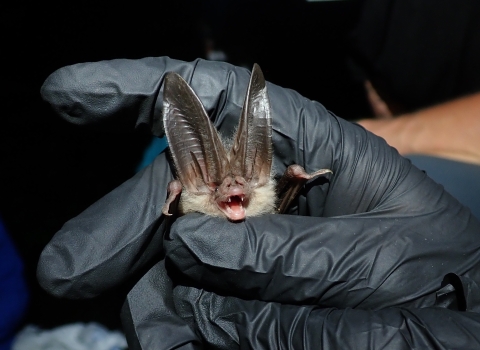 Ozark Big-eared Bat being prepared for transmitter attachment.