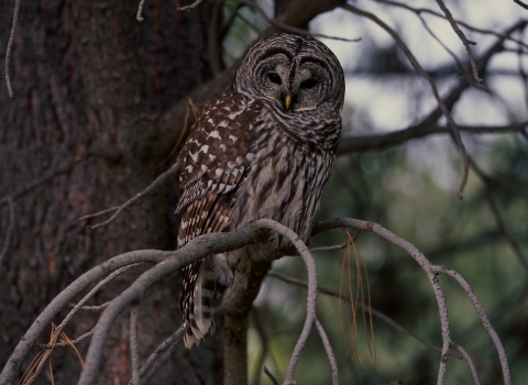 Barred owl at Malheur NWR