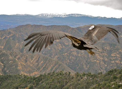 California Condor soaring over mountains
