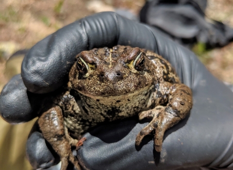 a large toad held in a gloved hand