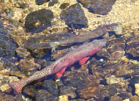 Two greenback cutthroat swimming in a clear stream