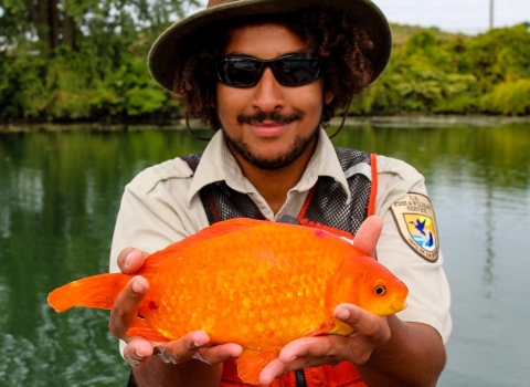 A person stands in front of a lake and holds a large goldfish up to the camera.