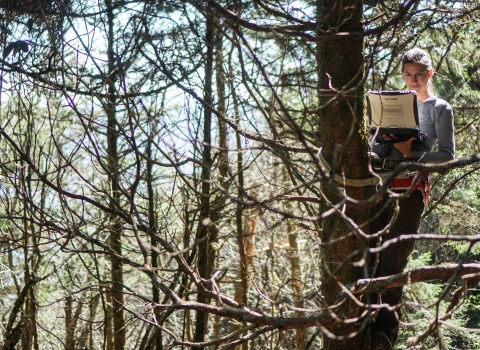 Biologist in a tree holding a laptop computer and looking at its screen.
