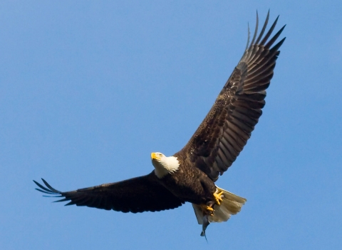 Bald Eagle soaring in clear blue sky with a fish