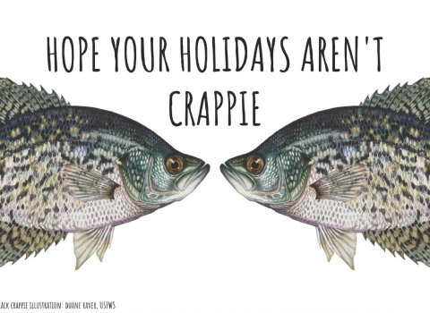 An illustration of two fish called crapiies are in front of a  white background. The fish seem to look into each other’s eyes. Text over the fish says “Hope your holidays aren’t crappie.”