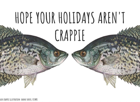 An illustration of two fish called crapiies are in front of a white background. The fish seem to look into each other’s eyes. Text over the fish says “Hope your holidays aren’t crappie.”