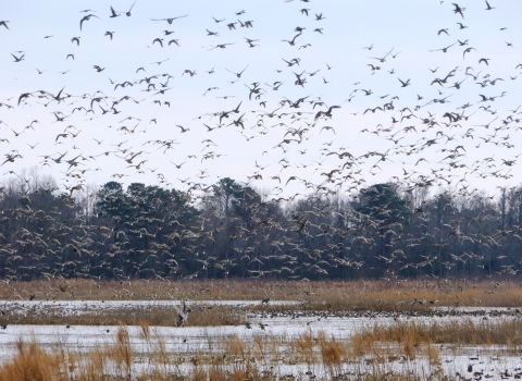 Pintail ducks and other birds fly over Mattamuskett National Wildlife Refuge in North Carolina, located along the Atlantic Flyway.