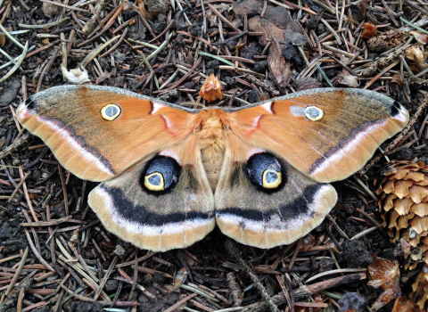 A polyphemus moth shows off its distinctive brown, blue and white coloring in the Midwest in summer.