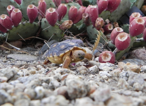 Young tortoise with prickly pear cactus in the background.