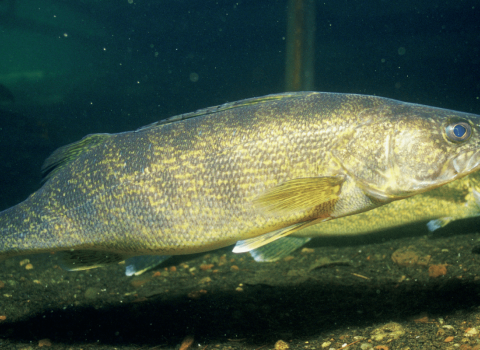 Walleye swimming