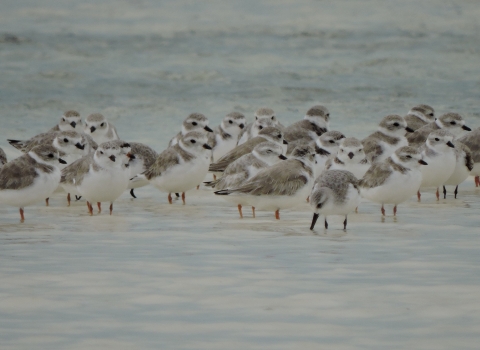 A group of birds standing in shallow water