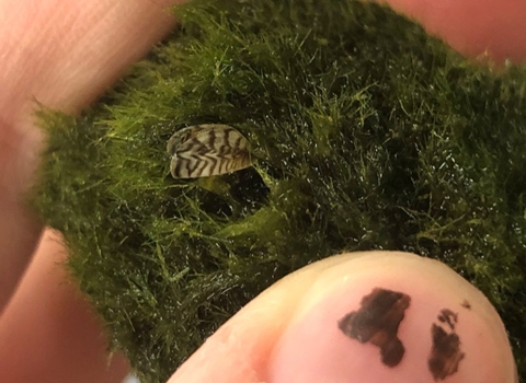 zebra mussel nestled in a marimo moss ball