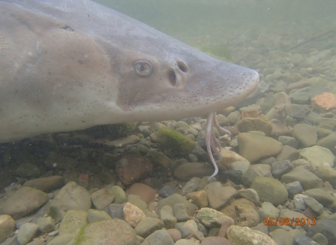 Close up of lake sturgeon with barbels along rocky bottom.
