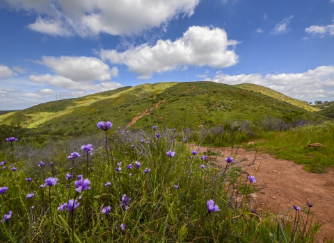 Purple flower with a green hill in background with a cloudy blue sky