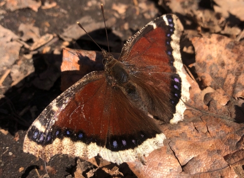 a brown butterfly on brown leaves