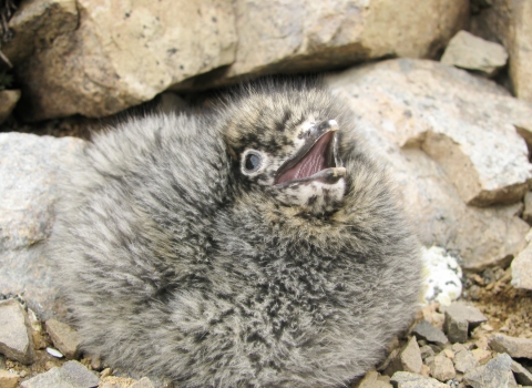 kittlitzs murrelet chick with mouth open