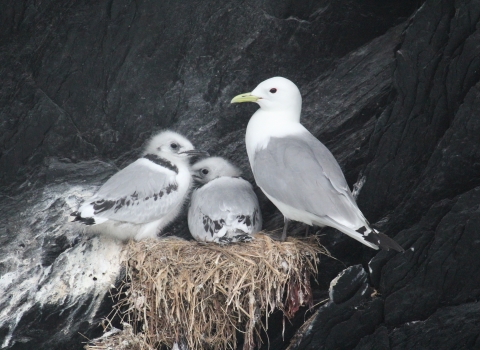 adult black-legged kittiwake in a nest with two fluffy chicks
