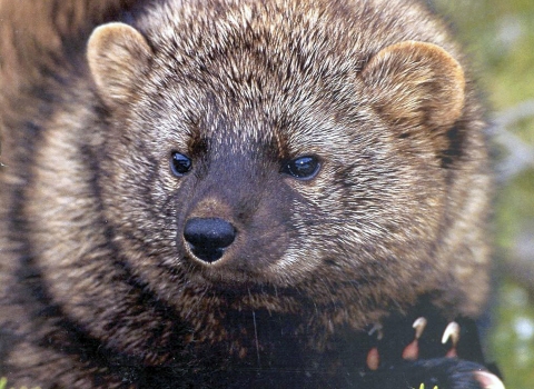 a close up photo of a fisher's face