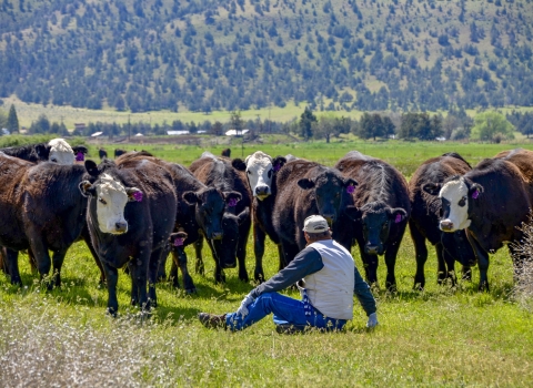 A man sits on the ground with his back to the view looking at multiple cows with forested trees in the background