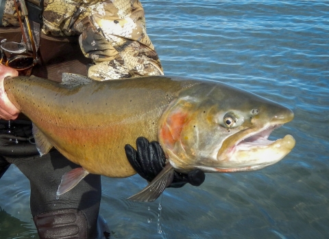 A Lahontan cutthroat trout caught by an angler in Pyramid Lake