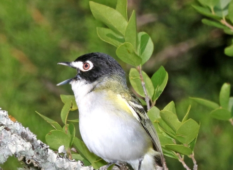 A black-capped vireo sits with its beak open on a leafy branch 