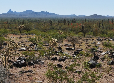 A brown landscape dotted with rocks and plants. Point mountain peaks stand tall in the background.