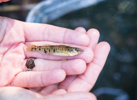 a small striped fish laying on a hand