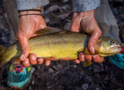 A profile view of a green-colored, spotted fish held with two hands.