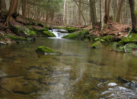 Image of healthy brook trout stream in NY.