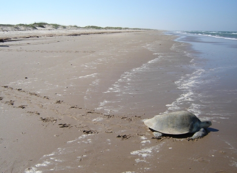 A single adult Kemp's Ridley Sea Turtle slowly walks across a beach towards the ocean.