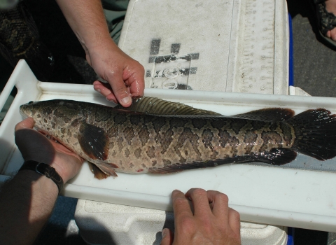 Invasive northern snakehead on measuring boated.