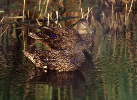Two dark-hued ducks float in the water of a marsh. 