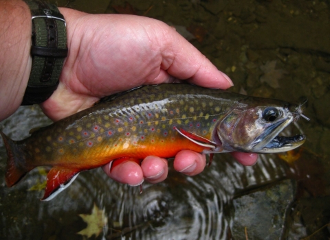 Close up of biologist holding small brook trout.