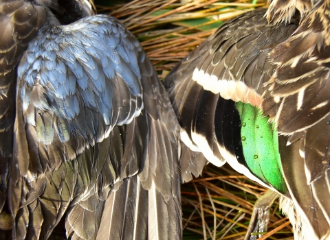 close up of blue-winged or cinnamon teal wing on left and a green-wing teal on the right