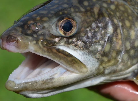 Adult lake trout head, side view. Photo by USFWS.