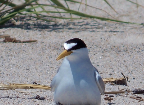 A white, black and grayish least tern sits facing the camera on a sandy beach. Her chick is visible underneath her. 