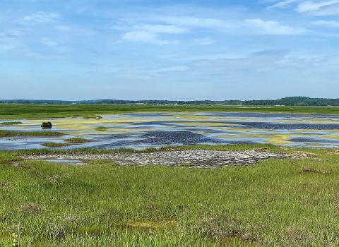 a vast wetland with water moving through marsh grasses