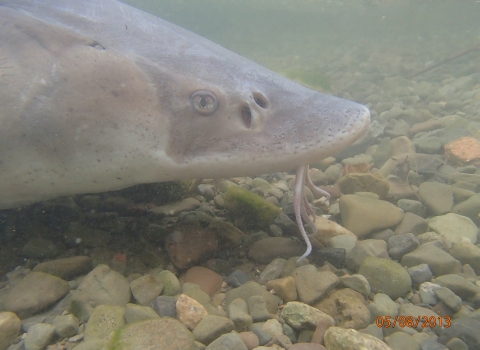 close up photo of head of a lake sturgeon as it swims underwater in the Niagara River