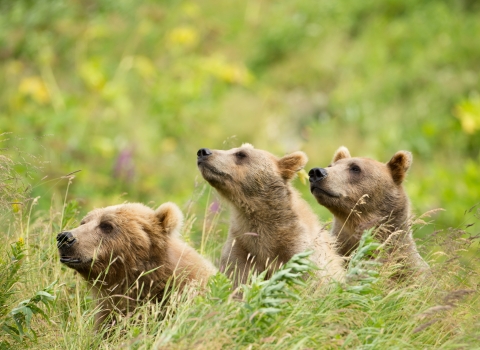 Three bears in tall grass