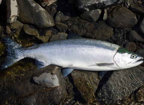 sockeye salmon on a rocky shore