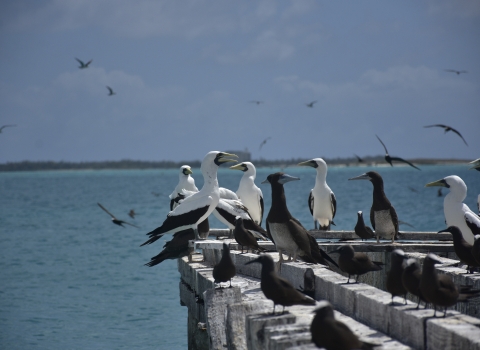 Masked boobies sit on a dilapidated dock with Johnston Island sitting in the background.