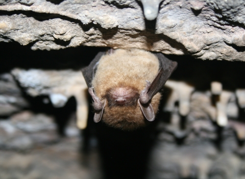a little brown bat hangs from a cave roof